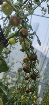 팜모닝 토마토·일상 게시글 이미지