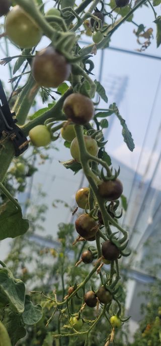 강선구님의 토마토 · 일상 작성글 사진