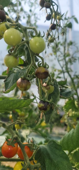 강선구님의 토마토 · 일상 작성글 사진
