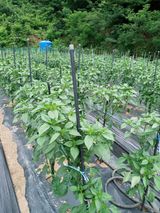 팜모닝 고추·일상 게시글 이미지