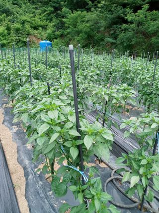 윤형곤님의 고추 · 일상 작성글 사진