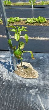 팜모닝 고추·병해충상담 게시글 이미지