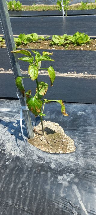 장도리님의 고추 · 병해충상담 작성글 사진