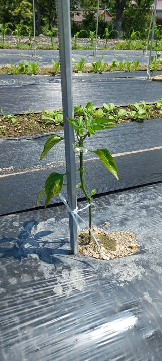 장도리님의 고추 · 병해충상담 작성글 사진