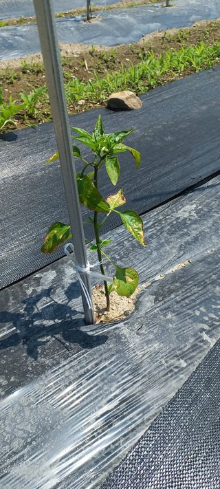 장도리님의 고추 · 병해충상담 작성글 사진