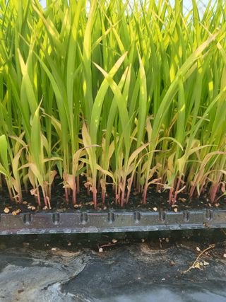 안영매(터실농장)님의 자유주제 · 자유게시판 작성글 사진