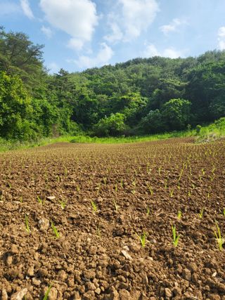 안영매(터실농장)님의 자유주제 · 자유게시판 작성글 사진