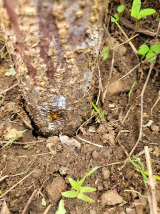 진해풍호동텃밭님의 자두 · 병해충상담 작성글 사진