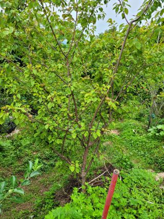 진해풍호동텃밭님의 자두 · 병해충상담 작성글 사진