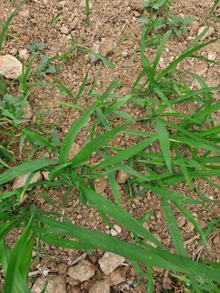 호박일꾼님의 호박 · 자유게시판 작성글 사진