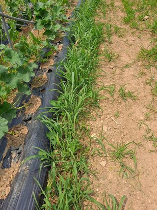 호박일꾼님의 호박 · 자유게시판 작성글 사진