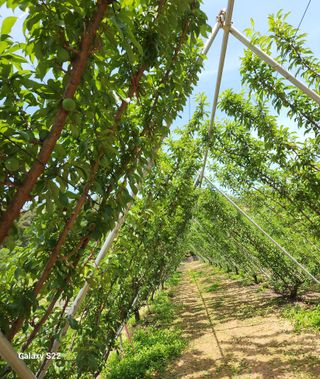김준한님의 자두 · 자유게시판 작성글 사진
