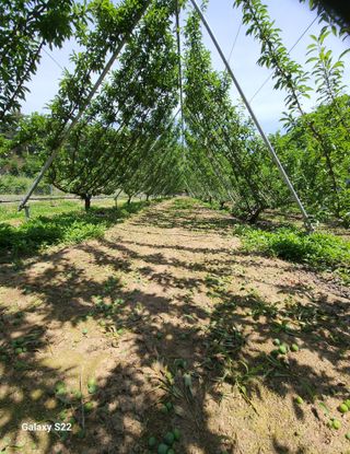 김준한님의 자두 · 자유게시판 작성글 사진