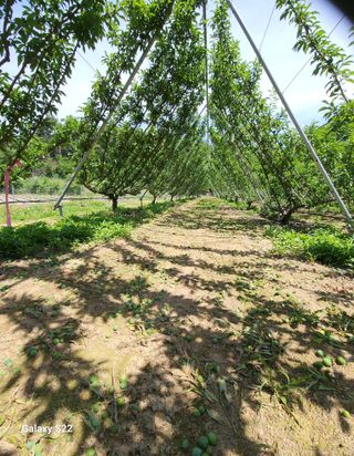 김준한님의 자두 · 자유게시판 작성글 사진