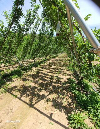 김준한님의 자두 · 자유게시판 작성글 사진