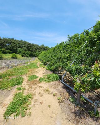 김준한님의 자두 · 자유게시판 작성글 사진