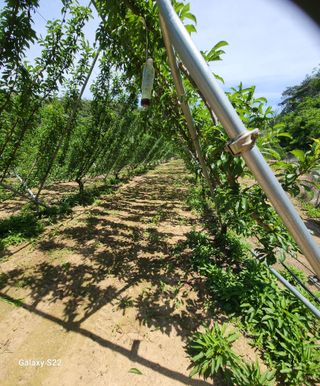 김준한님의 자두 · 자유게시판 작성글 사진