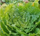 팜모닝 농부님! 어떤 농약 쓰세요?·참여 게시글 이미지