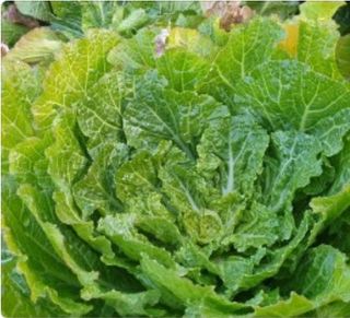 주주농장님의 농부님! 어떤 농약 쓰세요? · 참여 작성글 사진