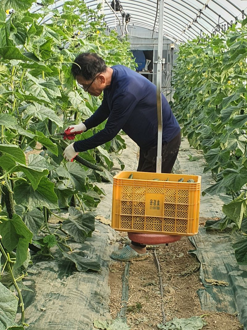 장터 상품 [상주 가시오이특품10kg,못난이오이10kg] 썸네일