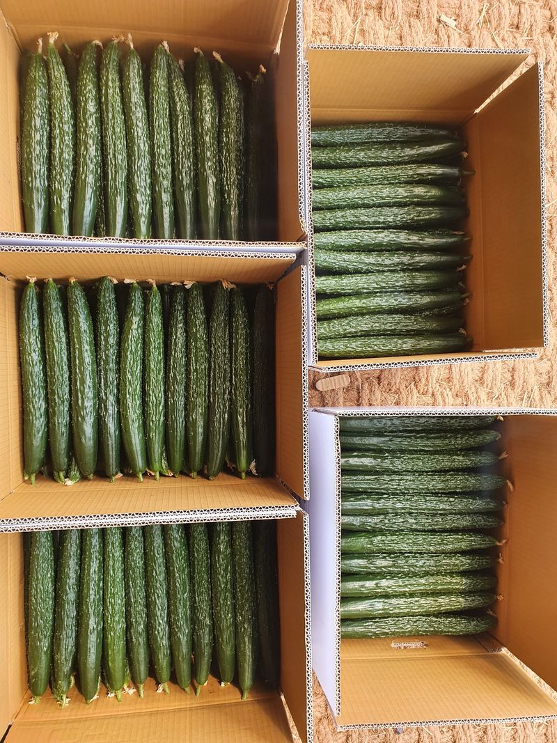 김인선님의 장터 판매 상품 [상주 가시오이특품10kg,못난이오이10kg] 첨부 사진