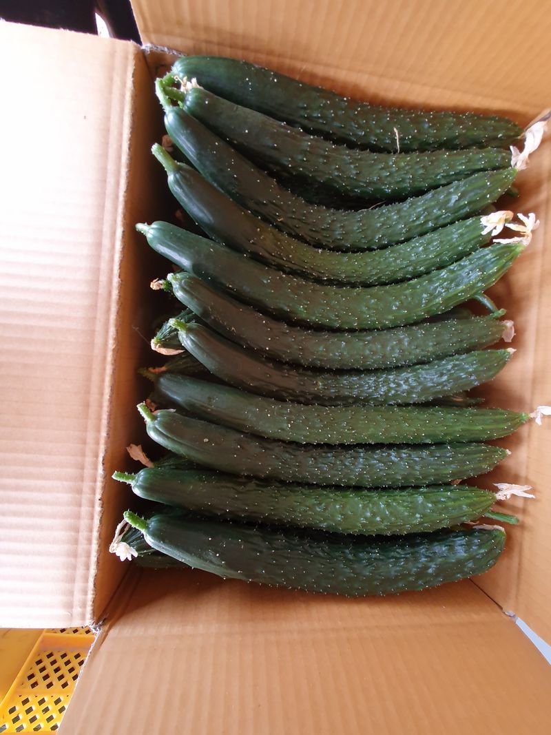 김인선님의 장터 판매 상품 [상주 가시오이특품10kg,못난이오이10kg] 첨부 사진