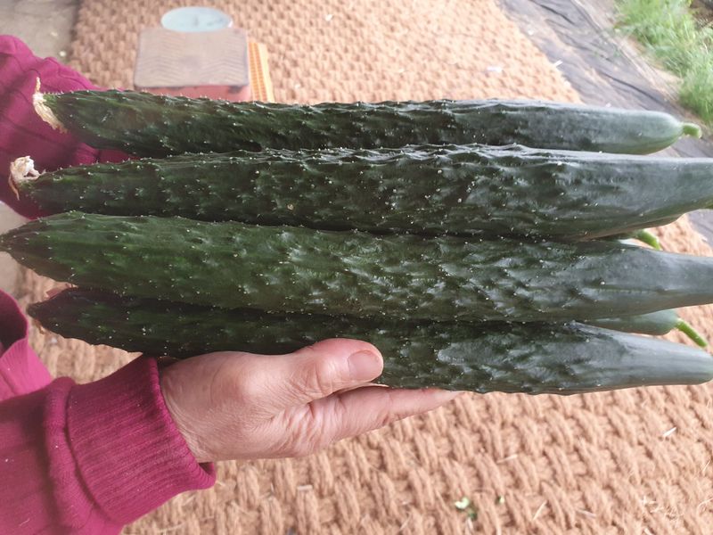 김인선님의 장터 판매 상품 [상주 가시오이특품10kg,못난이오이10kg] 첨부 사진