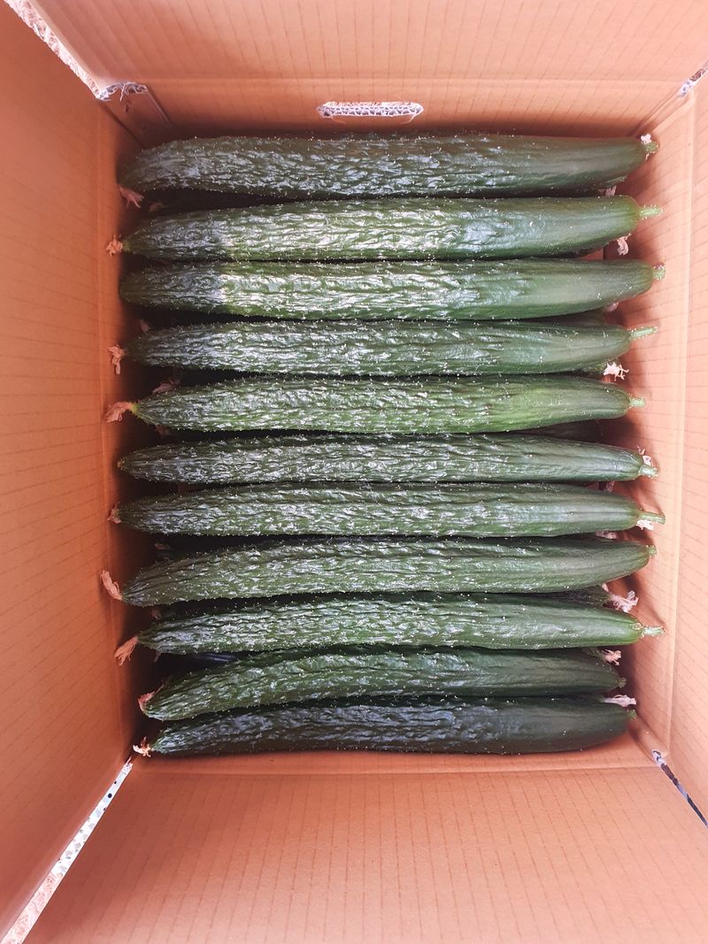 김인선님의 장터 판매 상품 [상주 가시오이특품10kg,못난이오이10kg] 첨부 사진