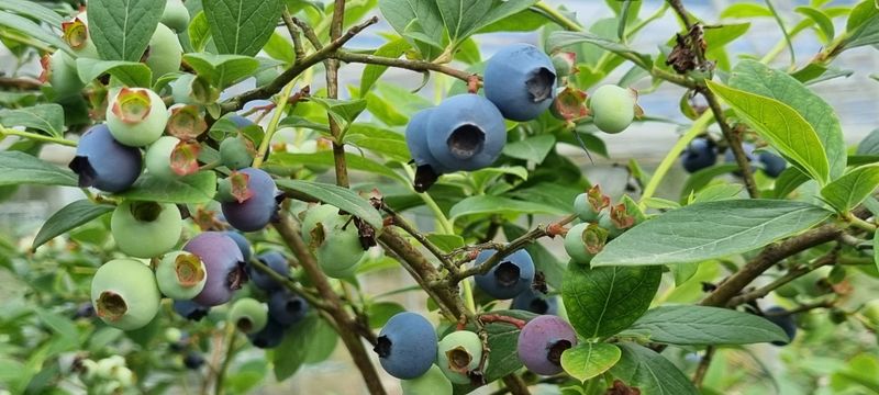 장터 상품 [불루베리 1KG] 썸네일