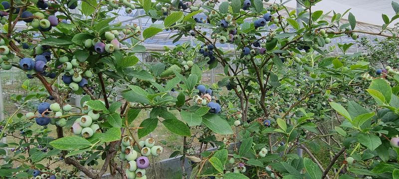 김종운님의 장터 판매 상품 [불루베리 1KG] 첨부 사진