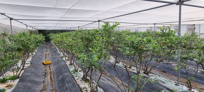 김종운님의 장터 판매 상품 [불루베리 1KG] 첨부 사진