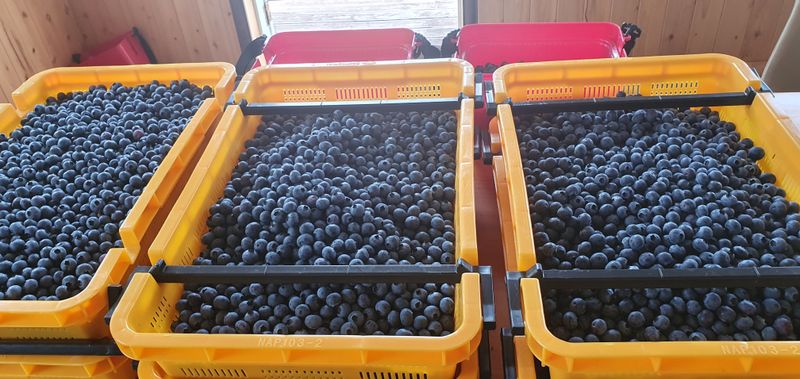 김종운님의 장터 판매 상품 [불루베리 1KG] 첨부 사진