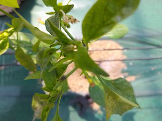 김유택님의 농부님! 어떤 농약 쓰세요? · 참여 작성글 사진