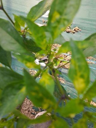 김유택님의 농부님! 어떤 농약 쓰세요? · 참여 작성글 사진