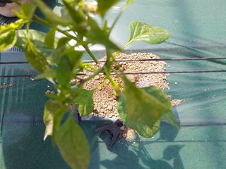 김유택님의 농부님! 어떤 농약 쓰세요? · 참여 작성글 사진