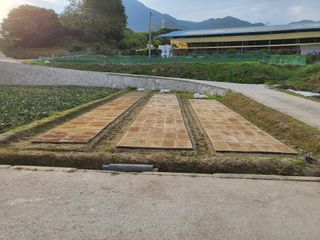 노력한많큼거둘수있다님의 양파 · 자유게시판 작성글 사진