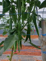 팜모닝 고추·지주설치•유인•성장 게시글 이미지