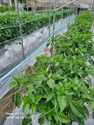 (복조리농장)김찬두님의 고추 · 병해충상담 작성글 사진