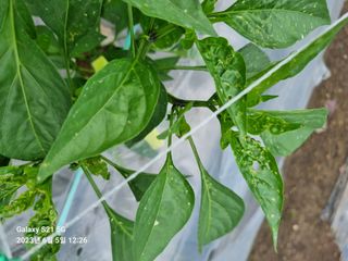 (복조리농장)김찬두님의 고추 · 병해충상담 작성글 사진