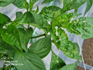 (복조리농장)김찬두님의 고추 · 병해충상담 작성글 사진