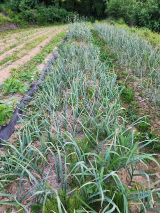  청계유정란 박진균님의 기타작물 · 자유게시판 작성글 사진