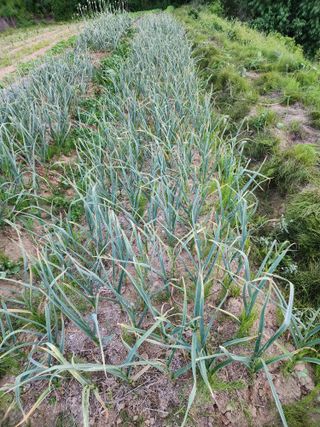  청계유정란 박진균님의 기타작물 · 자유게시판 작성글 사진