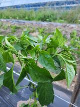 팜모닝 고추·지주설치•유인•성장 게시글 이미지