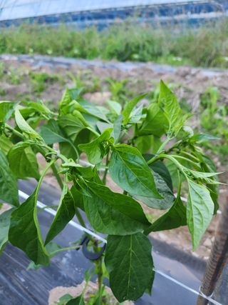 충골님의 고추 · 지주설치•유인•성장 작성글 사진