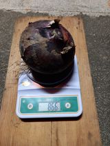 팜모닝 양파·자유게시판 게시글 이미지