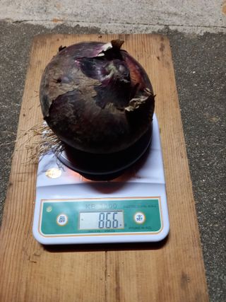 보성득량님의 양파 · 자유게시판 작성글 사진