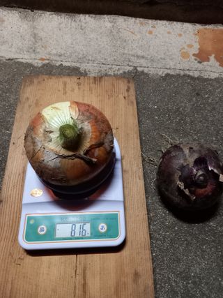 보성득량님의 양파 · 자유게시판 작성글 사진