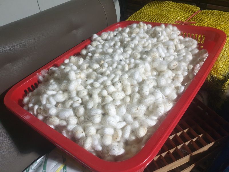 장터 상품 [국산 생번데기(누에고치 기준 1kg)] 썸네일