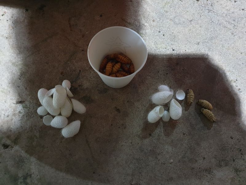 홍박농원님의 장터 판매 상품 [국산 생번데기(누에고치 기준 1kg)] 첨부 사진