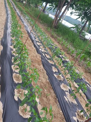 충주참깨 최명화님의 농부님! 어떤 농약 쓰세요? · 참여 작성글 사진